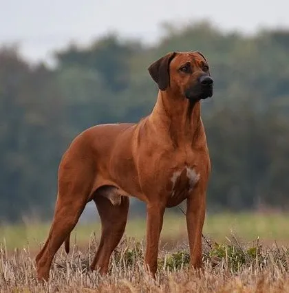 Rhodesian Ridgeback dog breed