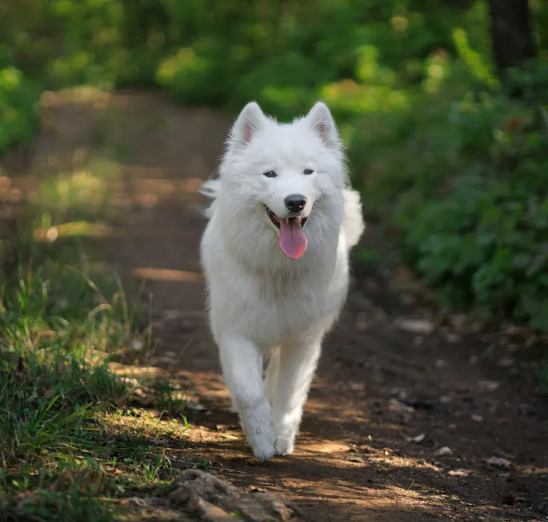 Samoyed dog breed