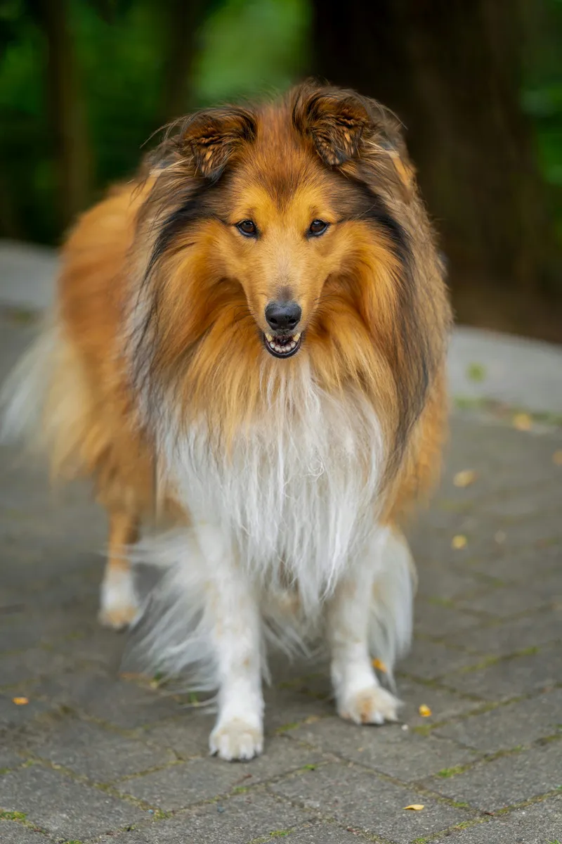 Shetland Sheepdog dog breed