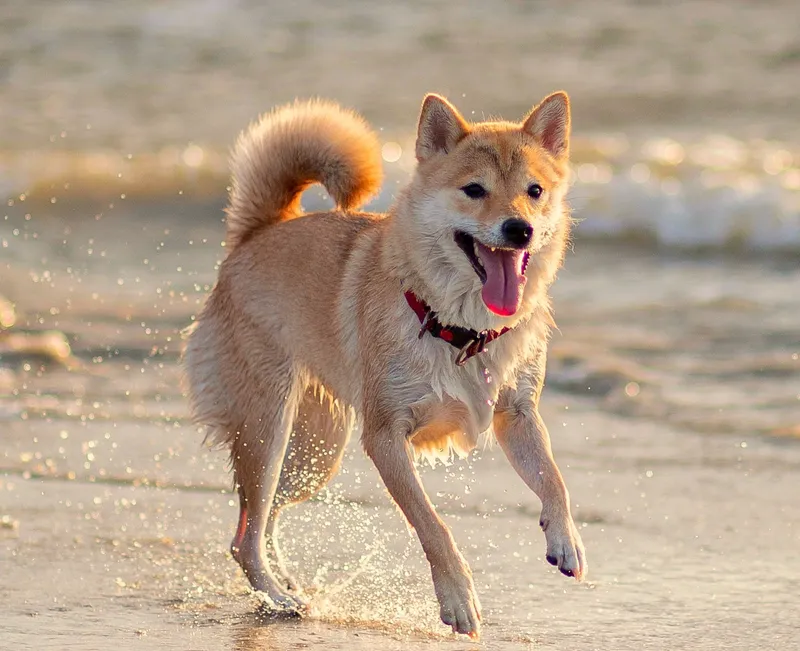 Shiba Inu dog breed