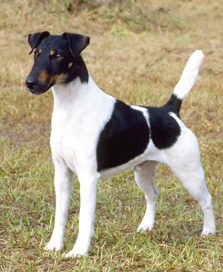 Smooth Fox Terrier dog breed