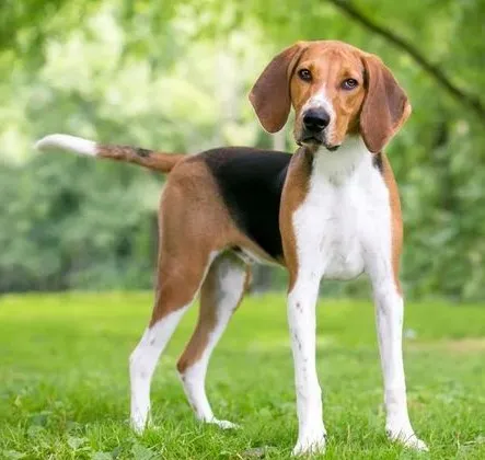 Treeing Walker Coonhound dog breed