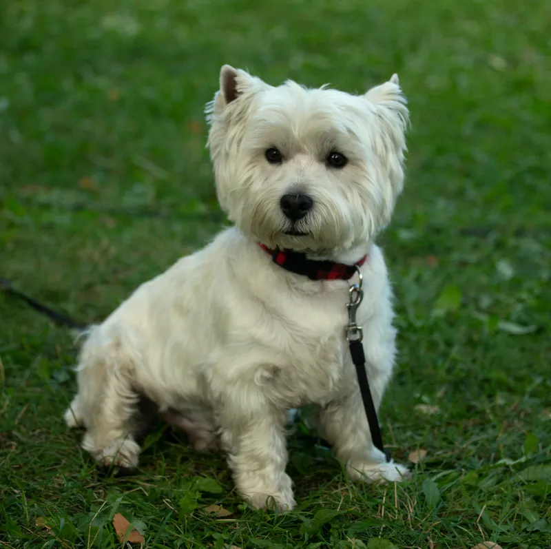 West Highland White Terrier dog breed