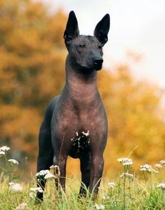 Xoloitzcuintli dog breed