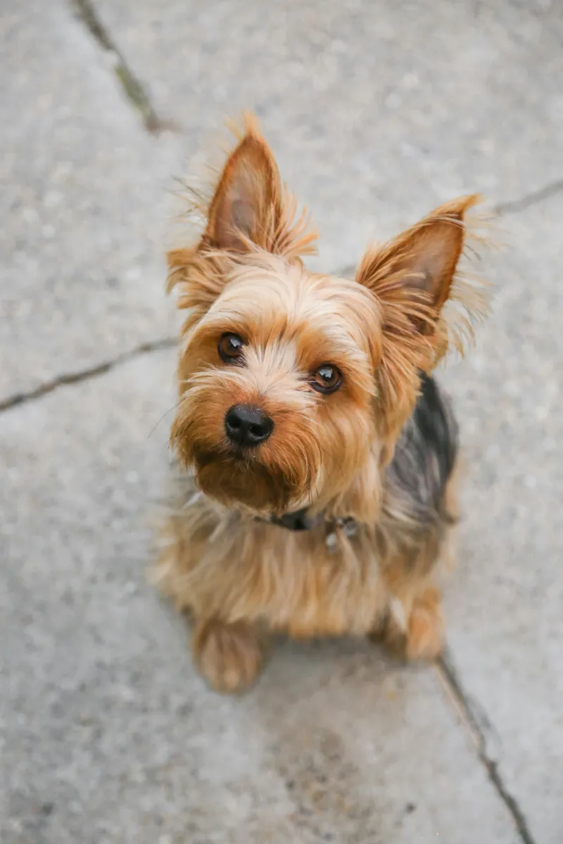 Yorkshire Terrier dog breed