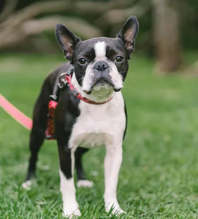 Boston Terrier