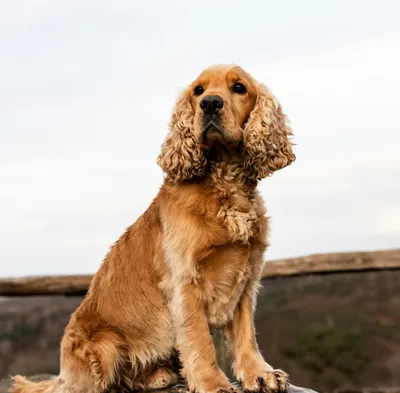 Cocker Spaniel