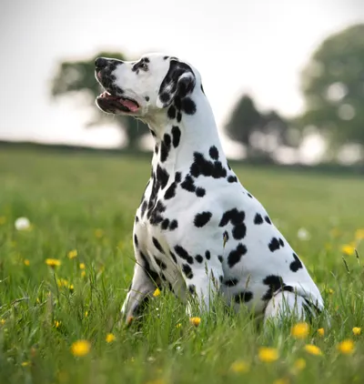 Dalmatian