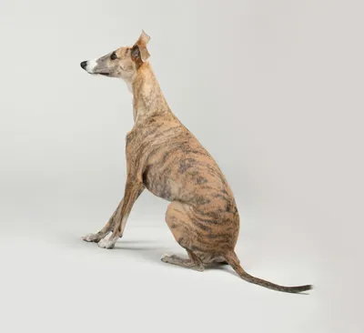 Greyhound
